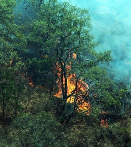 En cinco meses, 700 incendios forestales en la CDMX
