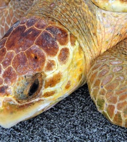 Define Semarnat área de refugio para la tortuga amarilla en BCS