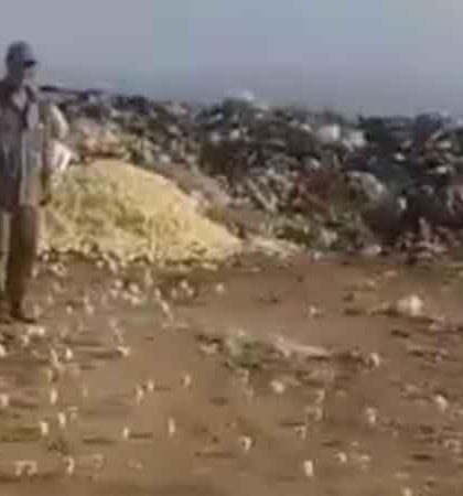 Cientos de pollitos invaden basurero
