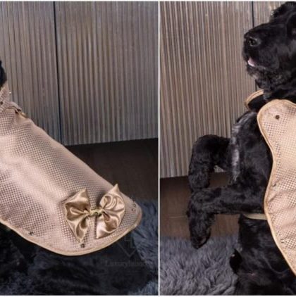 La chaqueta de perro más cara del mundo está hecha con oro de 24 quilates, y cuesta USD 137.000