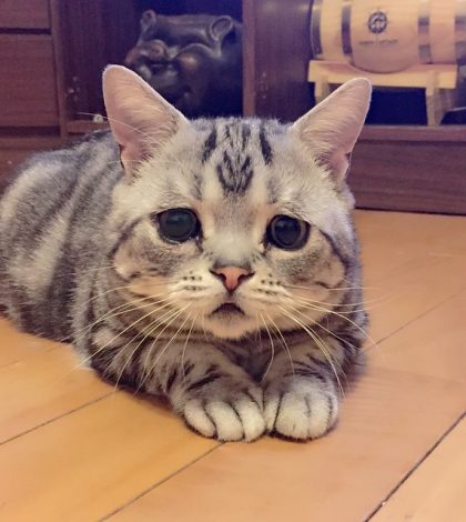 La gata más triste del mundo es una estrella en Instagram
