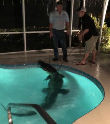 Sacan a un enorme cocodrilo de una piscina