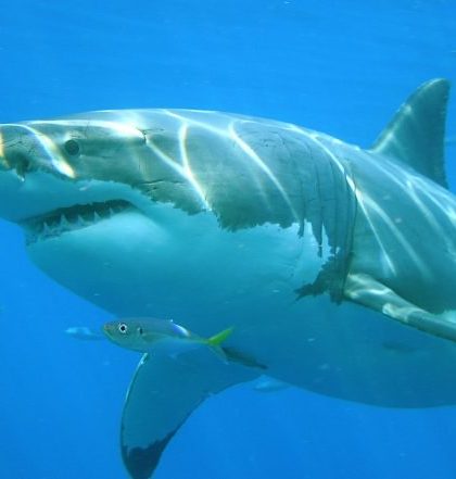 Gigantesco tiburón blanco sorprende a pescadores