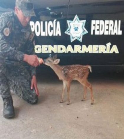 Salvan a cría de venado de cazadores furtivos en Guerrero