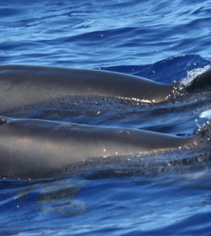 Nace un nuevo animal: el «balfín», mitad ballena, mitad delfín