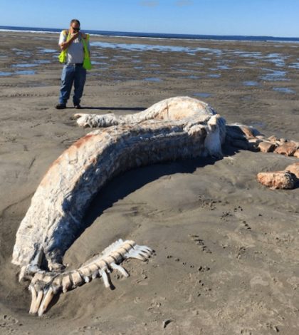 ¿Qué es el misterioso  ‘monstruo marino’ que apareció en playa de Maine?