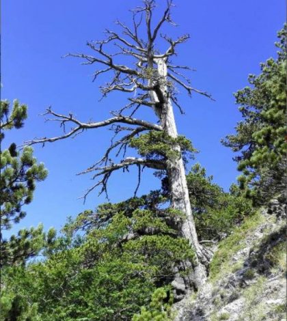 Científicos descubren a ‘Italus’, el árbol más ‘viejo’ de Europa con 1.230 años
