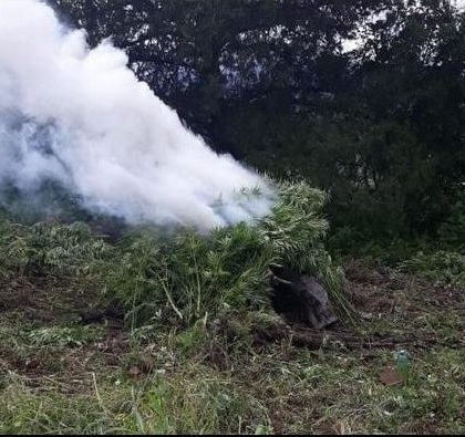 Destruyen 90 mil plantas de mariguana en Mixtlán