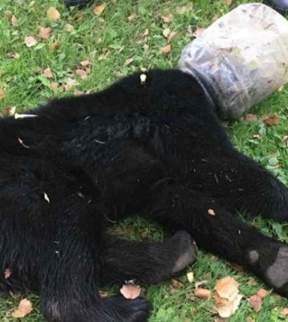 Salvan a oso que pasó 3 días con una cubeta atorada en la cabeza