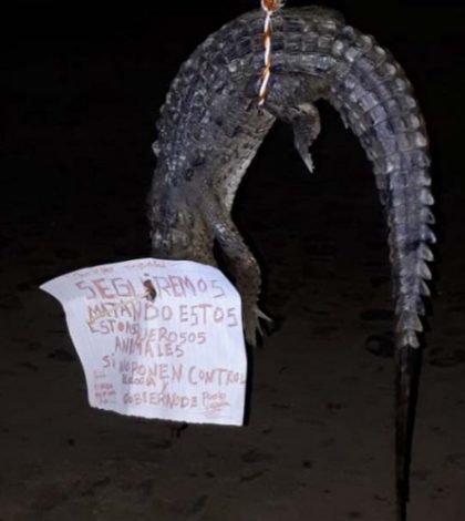 Va PGR-Jalisco por responsables de ‘ejecución’ de cocodrilo
