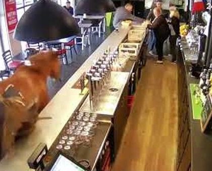Un caballo furioso irrumpe en una cafetería en Francia