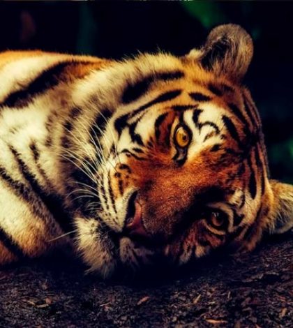 Matan a tigresa que acabó con la vida de 14 personas