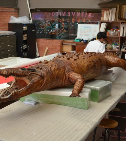 Avanza en la ENCRyM restauración del cocodrilo taxidermizado de Nayarit