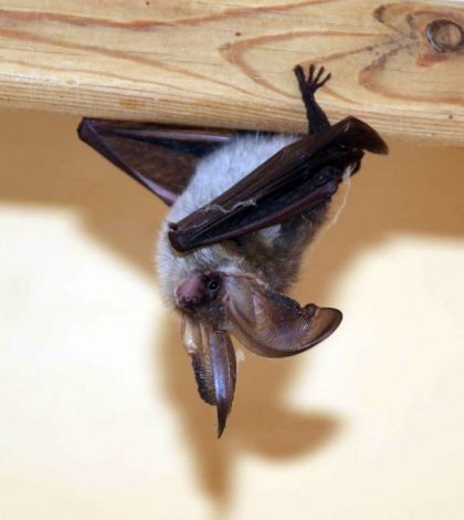 Libera murciélagos dentro la casa de su suegra como broma de Halloween