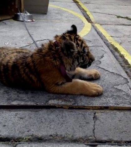 Asegura Profepa a tigre que vivía en restaurante de Iztapalapa