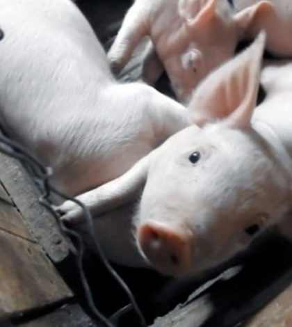 Así son las atroces granjas de cerdos en México