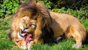 Cazadores fueron cazados; son devorados por manada de leones en Sudáfrica