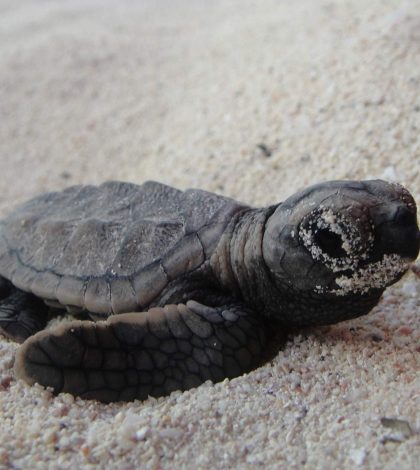 Importancia de las tortugas en los mares y óceanos de México