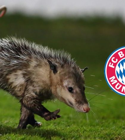 El Bayern Munich  busca al «Jarochito»
