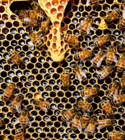 Envenenan a más de 2 millones de abejas en Colombia