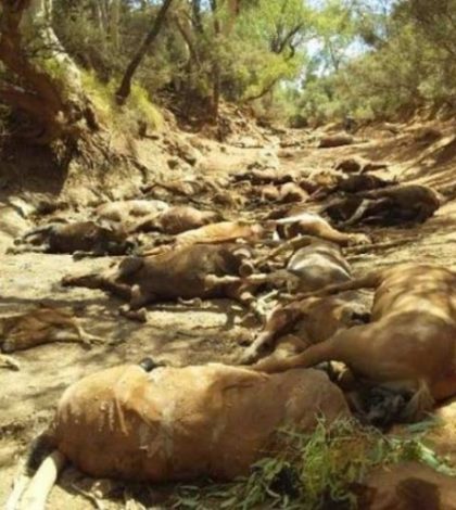 Mueren decenas de caballos por extremo calor en Australia