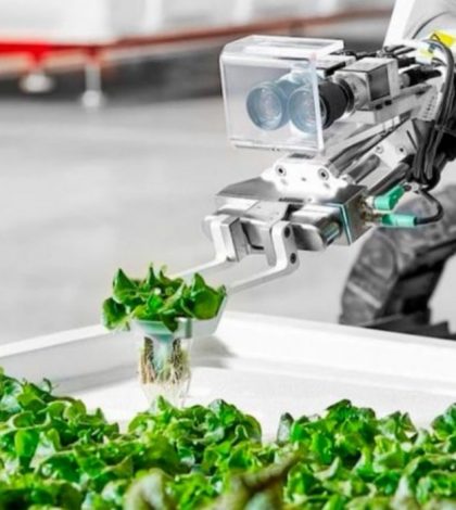 La ensalada del futuro, cultivada por robots