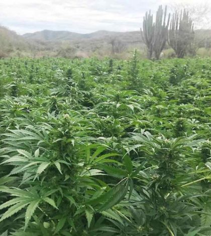 Destruyen plantío de mariguana en Sonora