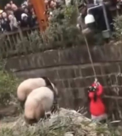 Niña cae en hábitat de pandas en zoológico chino