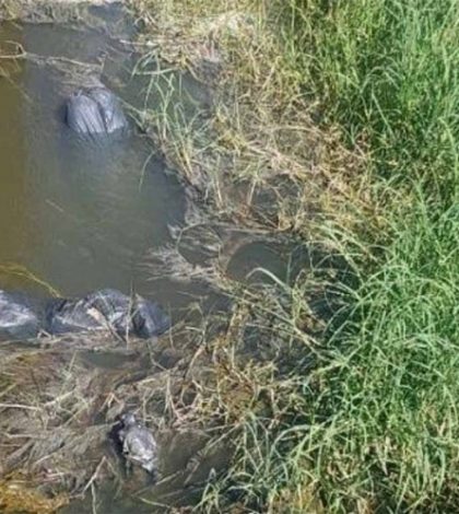 Confirman hallazgo de 19 bolsas con restos humanos en Jalisco
