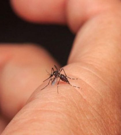 Alertan ‘mega epidemia’ de dengue por cambio climático