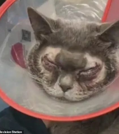 Mujer sometió a una operación de ojos a su gato  para que se vieran más grandes y menos “feos”