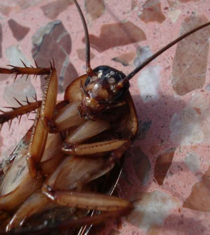 Encuentran más de 40 cucarachas en platos de comida china