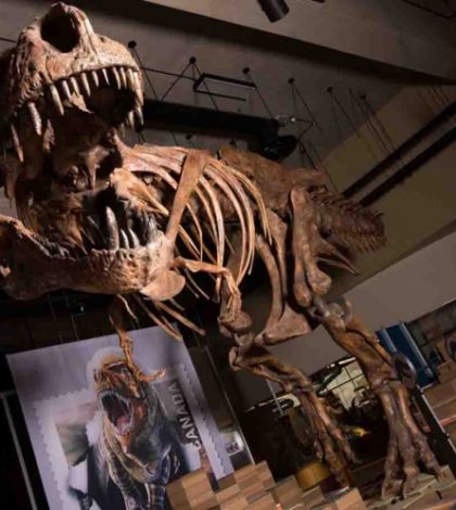Presentan en Canadá el fósil de T-Rex más grande del mundo