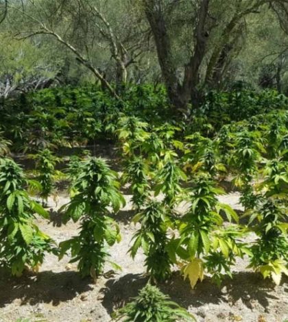 Semar busca a mujer desaparecida y halla plantíos de mariguana