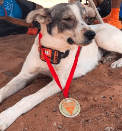 Un perro ganó carrera de 250km en el Sáhara