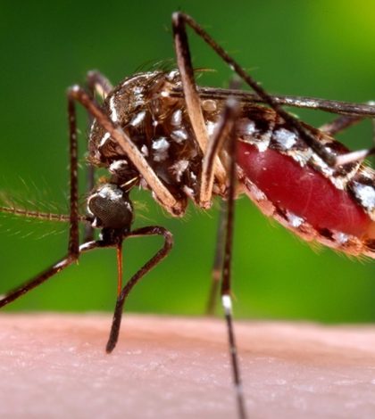 Alertan de la presencia del mosquito  vector en el Estado