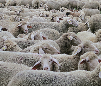 Hombre deja abierta la reja de su patio e invaden cientos de ovejas