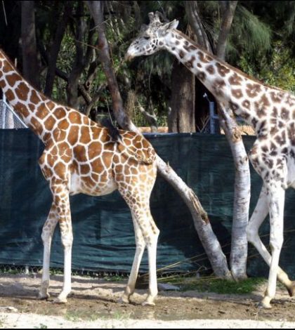 Un rayo mata a dos jirafas  en Florida