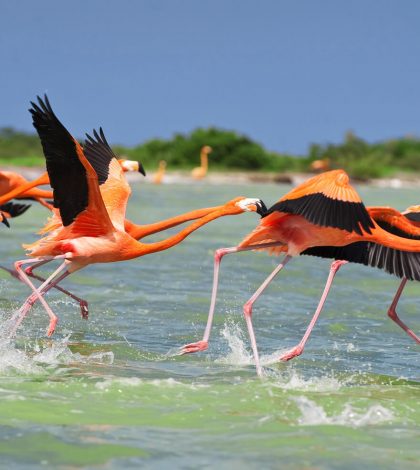 Viaja entre los flamingos de Celestún