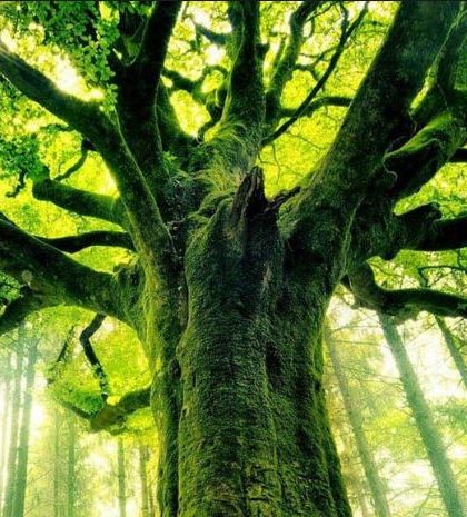 Día Mundial del Árbol; es momento de plantar uno