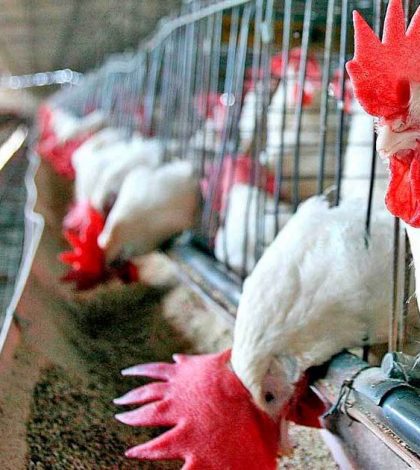 Retoma DIF Estatal programa de granjas avícolas