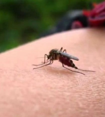 Sencillos remedios caseros para alejar a los mosquitos