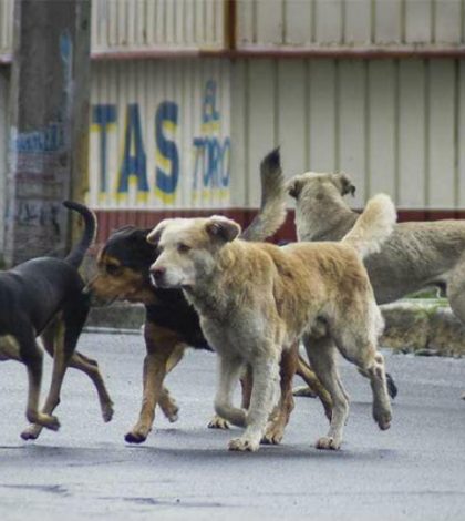 Denuncian que perros callejeros en Zacatecas son envenenados y mutilados (video)