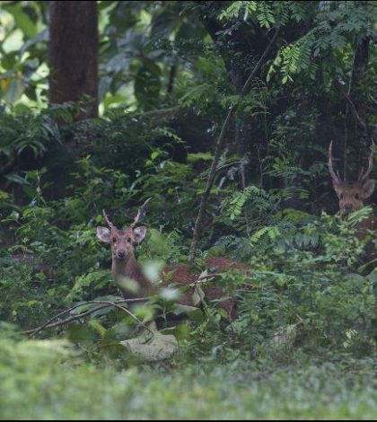 Mueren nueve ciervos en  Japón por ingestión de plásticos