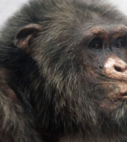Un chimpancé le arranca los dedos a su cuidador
