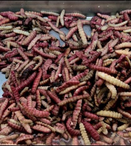 Los insectos serían una alternativa alimentaria para el futuro: UNAM