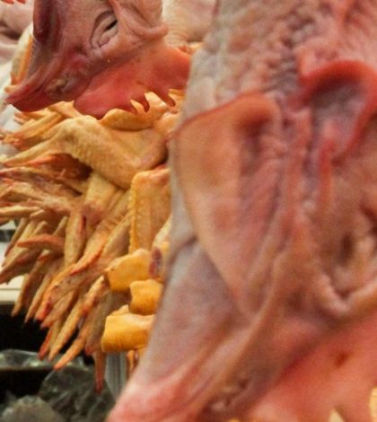 Por gripe aviar, Hong Kong suspende compra de pollo de Guanajuato