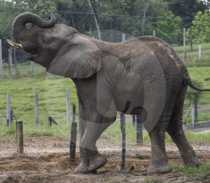 Capturado mientras  intentaba vender 100 kilos de colmillo de elefante