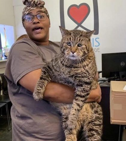 Este gatito de 12 kilos de peso busca hogar