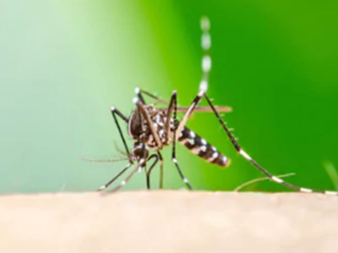 ¡Cuidado! Aumenta más de la mitad casos de dengue en México